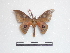  ( - BC-Dec1470)  @13 [ ] Copyright (2010) Unspecified Research Collection of Thibaud Decaens
