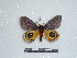  ( - BC-Dec1556)  @13 [ ] Copyright (2010) Unspecified Research Collection of Thibaud Decaens