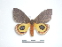  ( - BC-Dec1557)  @13 [ ] Copyright (2010) Unspecified Research Collection of Thibaud Decaens