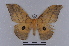  ( - BC-Dec2038)  @11 [ ] CreativeCommons - Attribution Non-Commercial Share-Alike (2032) Thibaud Decaëns Universite Montpellier, CEFE Lab