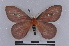  (Cerodirphia sp. TD01 - BC-Dec1988)  @11 [ ] CreativeCommons - Attribution Non-Commercial Share-Alike (2019) Thibaud Decaëns Universite Montpellier, CEFE Lab