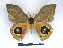  ( - BC-Dec2336)  @11 [ ] by-nc-sa (2023) Thibaud Decaëns Universite Montpellier, CEFE Lab