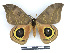  ( - BC-Dec2337)  @11 [ ] by-nc-sa (2023) Thibaud Decaëns Universite Montpellier, CEFE Lab