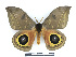  ( - BC-Dec2338)  @11 [ ] by-nc-sa (2023) Thibaud Decaëns Universite Montpellier, CEFE Lab