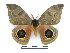  ( - BC-Dec2341)  @11 [ ] by-nc-sa (2023) Thibaud Decaëns Universite Montpellier, CEFE Lab