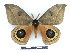  ( - BC-Dec2342)  @11 [ ] by-nc-sa (2023) Thibaud Decaëns Universite Montpellier, CEFE Lab