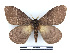  ( - BC-Dec2375)  @11 [ ] by-nc-sa (2023) Thibaud Decaëns Universite Montpellier, CEFE Lab