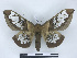  ( - BC-Dec2542)  @11 [ ] by-nc-sa (2023) Thibaud Decaëns Universite Montpellier, CEFE Lab