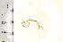  ( - BIOUG00342-C10)  @13 [ ] CreativeCommons - Attribution (2013) Rob Young / Jessmyn Niergarth Centre for Biodiversity Genomics