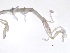  ( - BIOUG00342-C10)  @13 [ ] CreativeCommons - Attribution (2013) Rob Young / Jessmyn Niergarth Centre for Biodiversity Genomics