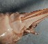  ( - Steiroxys specimen 1.1)  @11 [ ] Copyright (2023) Unspecified Agriculture and Agri-Food Canada
