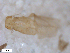  ( - BIOUG-01777-D09)  @11 [ ] CreativeCommons - Attribution (2012) CBG Photography Group Centre for Biodiversity Genomics