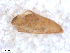 ( - BIOUG-01777-H07)  @11 [ ] CreativeCommons - Attribution (2012) CBG Photography Group Centre for Biodiversity Genomics