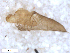  ( - BIOUG-01777-H10)  @11 [ ] CreativeCommons - Attribution (2012) CBG Photography Group Centre for Biodiversity Genomics