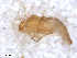  ( - BIOUG-01777-H11)  @11 [ ] CreativeCommons - Attribution (2012) CBG Photography Group Centre for Biodiversity Genomics