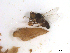  ( - BIOUG01779-B06)  @11 [ ] CreativeCommons - Attribution (2012) CBG Photography Group Centre for Biodiversity Genomics