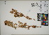  ( - QC23-109)  @11 [ ] CreativeCommons  Attribution Non-Commercial Share-Alike (2024) UBC Herbarium University of British Columbia