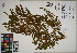  ( - QC23-121)  @11 [ ] CreativeCommons  Attribution Non-Commercial Share-Alike (2024) UBC Herbarium University of British Columbia