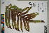  ( - QC23-123)  @11 [ ] CreativeCommons  Attribution Non-Commercial Share-Alike (2024) UBC Herbarium University of British Columbia