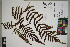  ( - QC23-127)  @11 [ ] CreativeCommons  Attribution Non-Commercial Share-Alike (2024) UBC Herbarium University of British Columbia