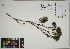  ( - QC23-148)  @11 [ ] CreativeCommons  Attribution Non-Commercial Share-Alike (2024) UBC Herbarium University of British Columbia
