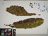  ( - QC23-152)  @11 [ ] CreativeCommons  Attribution Non-Commercial Share-Alike (2024) UBC Herbarium University of British Columbia