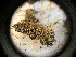  (Tortula muralis - QC23-5-267A)  @11 [ ] CreativeCommons  Attribution Non-Commercial Share-Alike (2091) D.M. Percy University of British Columbia