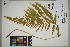  ( - QC23-59)  @11 [ ] CreativeCommons  Attribution Non-Commercial Share-Alike (2024) UBC Herbarium University of British Columbia