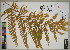  ( - QC23-59)  @11 [ ] CreativeCommons  Attribution Non-Commercial Share-Alike (2024) UBC Herbarium University of British Columbia