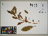  ( - QC23-60)  @11 [ ] CreativeCommons  Attribution Non-Commercial Share-Alike (2024) UBC Herbarium University of British Columbia