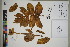  ( - QC23-66)  @11 [ ] CreativeCommons  Attribution Non-Commercial Share-Alike (2024) UBC Herbarium University of British Columbia