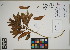  ( - QC23-71)  @11 [ ] CreativeCommons  Attribution Non-Commercial Share-Alike (2024) UBC Herbarium University of British Columbia