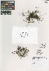  (Elaphoglossum conforme - QC2226-1)  @11 [ ] CreativeCommons  Attribution Non-Commercial Share-Alike (2022) Unspecified Beaty Biodiversity Museum
