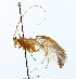  (Enicospilus adustus - NJBC137)  @14 [ ] CreativeCommons  Attribution Non-Commercial Share-Alike (2128) Niklas Johansson Swedish University of Agricultural Sciences