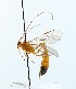  (Enicospilus ramidulus - NJBC150)  @15 [ ] CreativeCommons  Attribution Non-Commercial Share-Alike (2137) Niklas Johansson Swedish University of Agricultural Sciences
