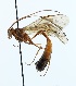  (Enicospilus cederbergi - NJBC158)  @14 [ ] CreativeCommons  Attribution Non-Commercial Share-Alike (2143) Niklas Johansson Swedish University of Agricultural Sciences