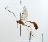  (Enicospilus ryrholmi - NJBC159)  @14 [ ] CreativeCommons  Attribution Non-Commercial Share-Alike (2017) Niklas Johansson Swedish University of Agricultural Sciences
