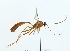  (Ophion - NJBC 190)  @15 [ ] CreativeCommons  Attribution Non-Commercial Share-Alike (2017) Niklas Johansson Swedish University of Agricultural Sciences