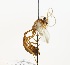  ( - NJBC 257)  @11 [ ] CreativeCommons  Attribution Non-Commercial Share-Alike (2017) Niklas Johansson Swedish University of Agricultural Sciences