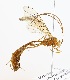  (Enicospilus cerebrator - NJBC 280)  @15 [ ] CreativeCommons  Attribution Non-Commercial Share-Alike (2017) Niklas Johansson Swedish University of Agricultural Sciences
