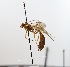  ( - NJBC32)  @12 [ ] CreativeCommons  Attribution Non-Commercial Share-Alike (2017) Niklas Johansson Swedish University of Agricultural Sciences