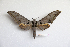  ( - BC-Mel3391)  @11 [ ] Copyright (2019) Sphingidae Museum-Czech republic Ekologicke centrum Orlov o.p.s.