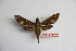  ( - BC-Mel3401)  @11 [ ] Copyright (2019) Sphingidae Museum-Czech republic Ekologicke centrum Orlov o.p.s.