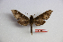  ( - BC-Mel3410)  @13 [ ] Copyright (2019) Sphingidae Museum-Czech republic Ekologicke centrum Orlov o.p.s.