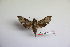 ( - BC-Mel3418)  @11 [ ] Copyright (2019) Sphingidae Museum-Czech republic Ekologicke centrum Orlov o.p.s.