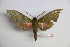  ( - BC-Mel3425)  @11 [ ] Copyright (2019) Sphingidae Museum-Czech republic Ekologicke centrum Orlov o.p.s.