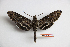  ( - BC-Mel3434)  @13 [ ] Copyright (2019) Sphingidae Museum-Czech republic Ekologicke centrum Orlov o.p.s.
