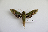  ( - BC-Mel3443)  @11 [ ] Copyright (2019) Sphingidae Museum-Czech republic Ekologicke centrum Orlov o.p.s.