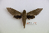  ( - BC-Mel3448)  @11 [ ] Copyright (2019) Sphingidae Museum-Czech republic Ekologicke centrum Orlov o.p.s.