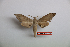  ( - BC-Mel3473)  @13 [ ] Copyright (2019) Sphingidae Museum-Czech republic Ekologicke centrum Orlov o.p.s.